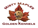 Misty Maples Golden
